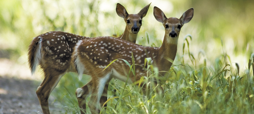Wildlife at Chitwan National Park